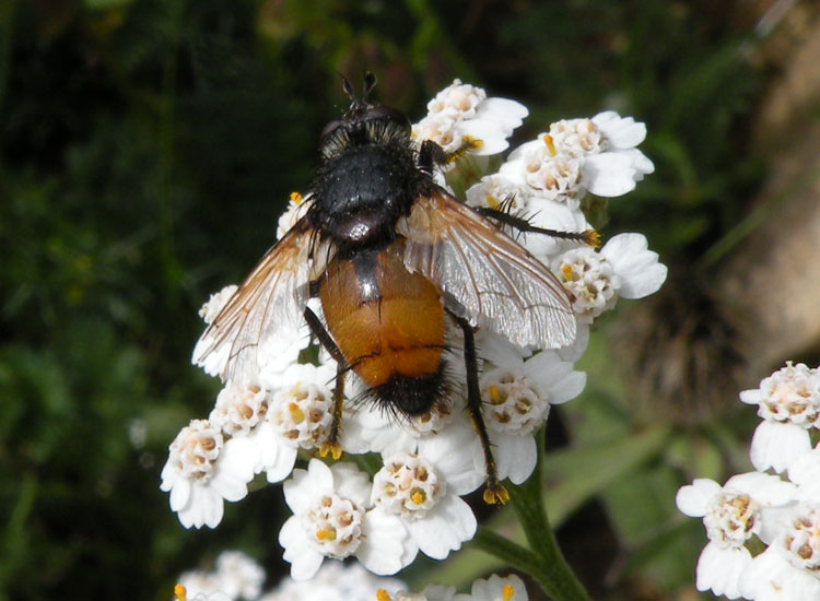 Musca domestica?